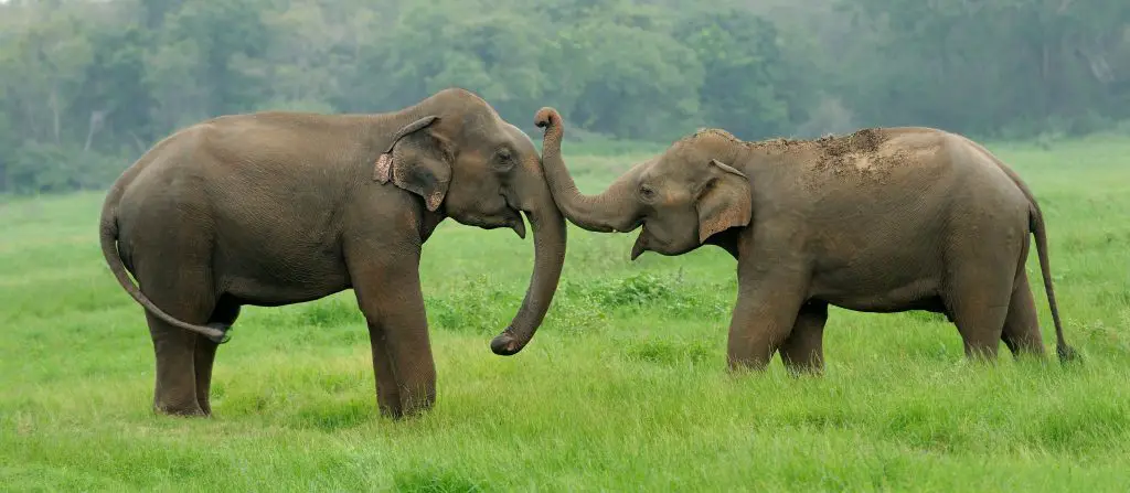 Asian elephants