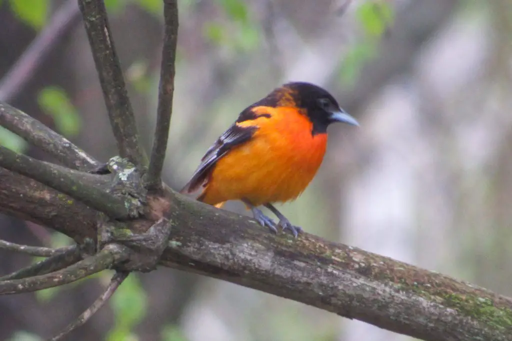 Baltimore oriole