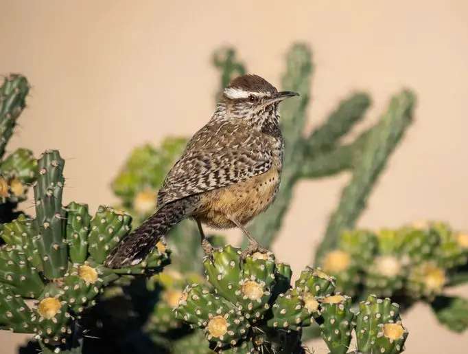 Cactus Wren e1652559040975