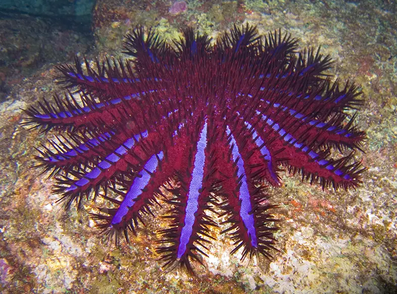 Crown of Thorns (Acanthaster planci planci). Koh Similan, Boulder City, Thailand.