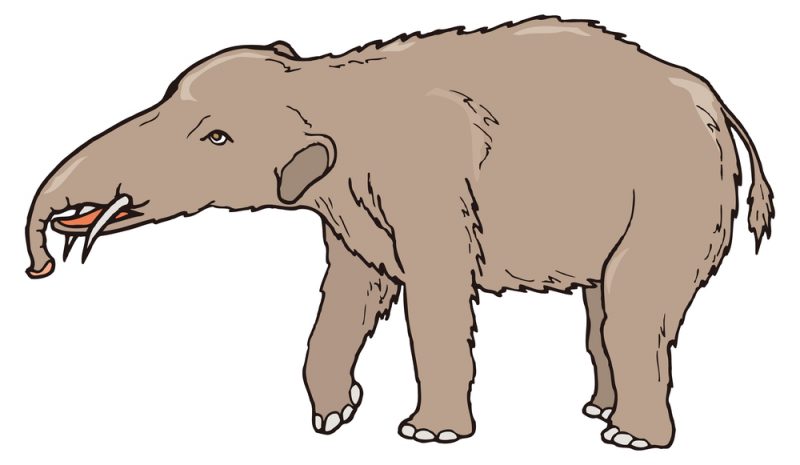 Gomphotheres e1653083208196