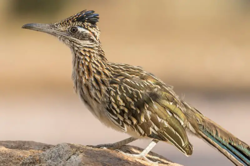 Greater roadrunner Geococcyx californianus e1652563220242