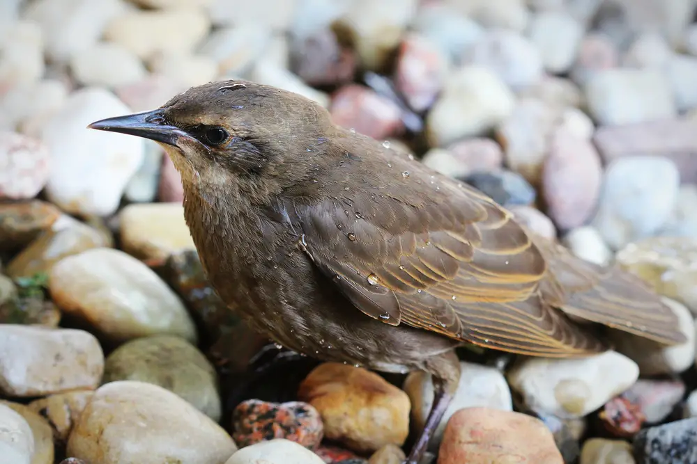 A Hermit Thrush perching on stones .