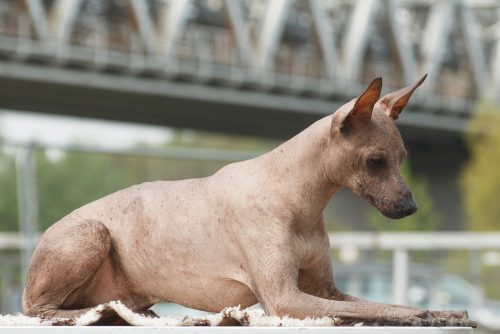 Medium-sized hairless adult beige dog of the breed Peruvian Hairless Dog (Inca Peruvian Orchid, Inca Hairless Dog, Virigo, Calato, Mexican Hairless Dog), lies on the table against the background of a bridge in blur (bokeh) outdoors in cloudy weather
