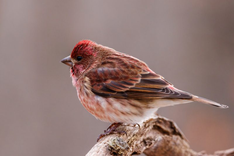 Purple Finch Haemorhous purpureus e1652562993809