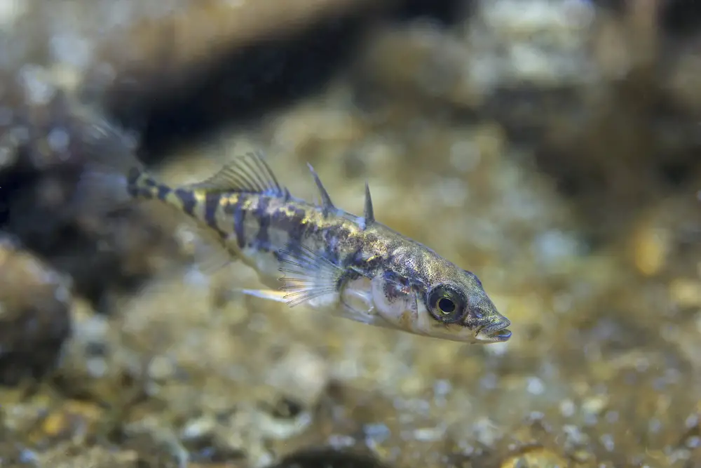 Freshwater fish three spined stickleback (gasterosteus aculeatus) in the beautiful clean pound. Underwater shot in the lake. Wild life animal. Three-spined stickleback in the nature habitat with nice background. River habitat.