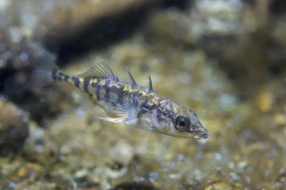 Freshwater fish Three spined stickleback (Gasterosteus aculeatus) in the beautiful clean pound. Underwater shot in the lake. Wild life animal. Three-spined stickleback in the nature habitat with nice background. River habitat.