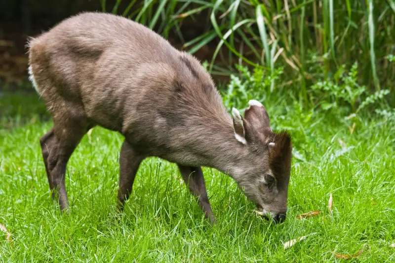 The small tufted Deer lives retiring in the woods of Birma and China