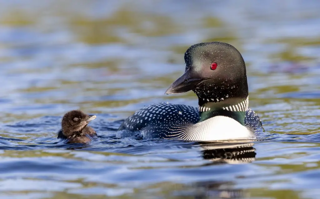 a common loon on a lake 2021 09 03 16 03 40 utc