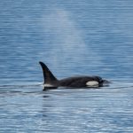 a killer whale orca surfaces to breath in the cl 2021 09 02 13 53 20 utc scaled e1655627658318