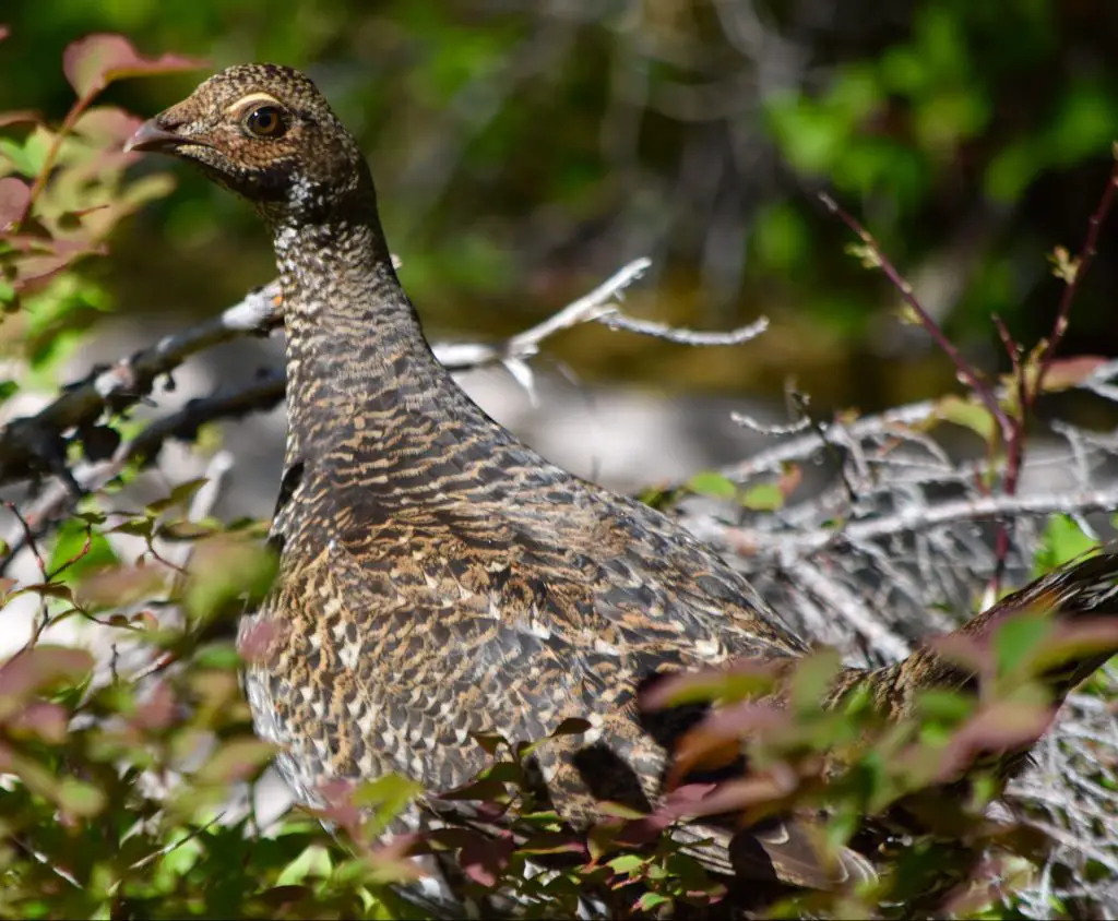 alaska ptarmigan alaska state bird 2021 08 29 19 56 09 utc scaled e1652558690324