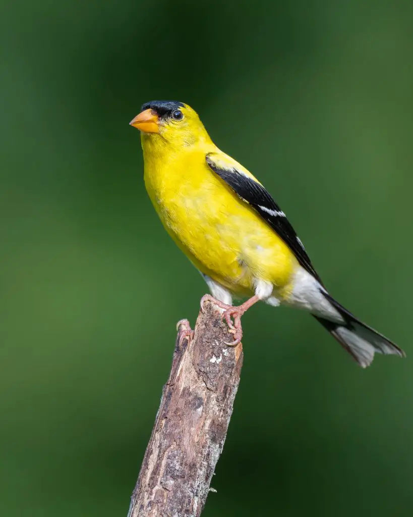 american goldfinch