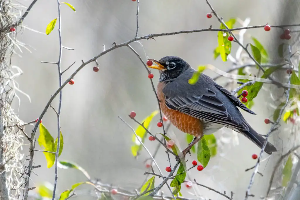 American robin eating red berry