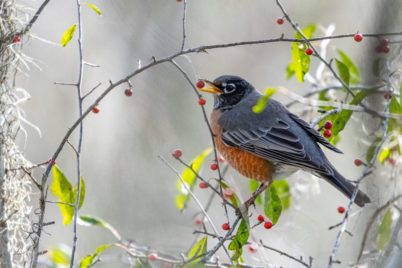american robin eating red berry scaled e1652559691478