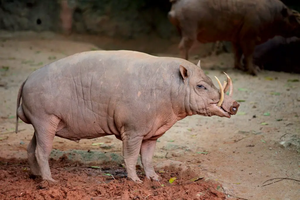 Babirusa