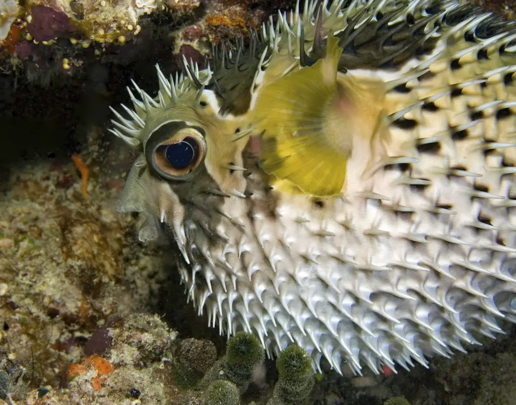 Black-botched porcupinefish inflates his body as a defense against predators. Defensive behavior of fish.