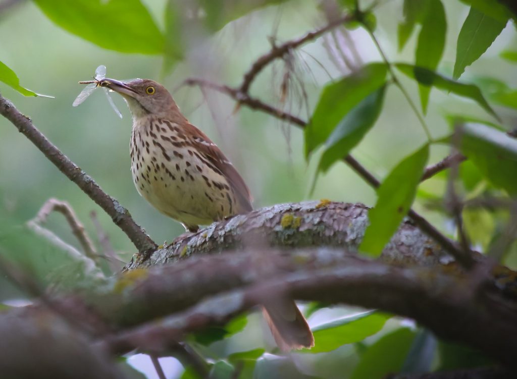 brown thrasher bird perched on a tree branch scaled e1652560156665