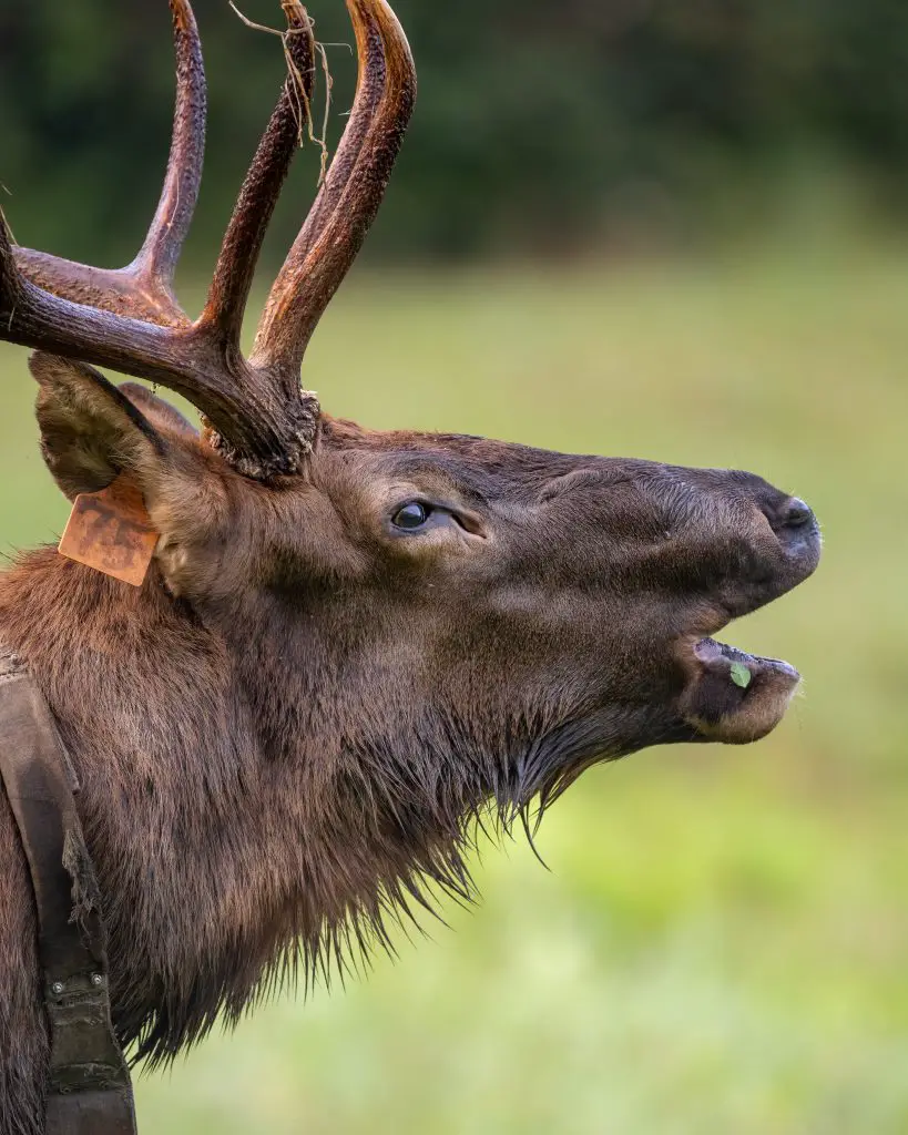 bull elk 2021 08 29 14 21 20 utc