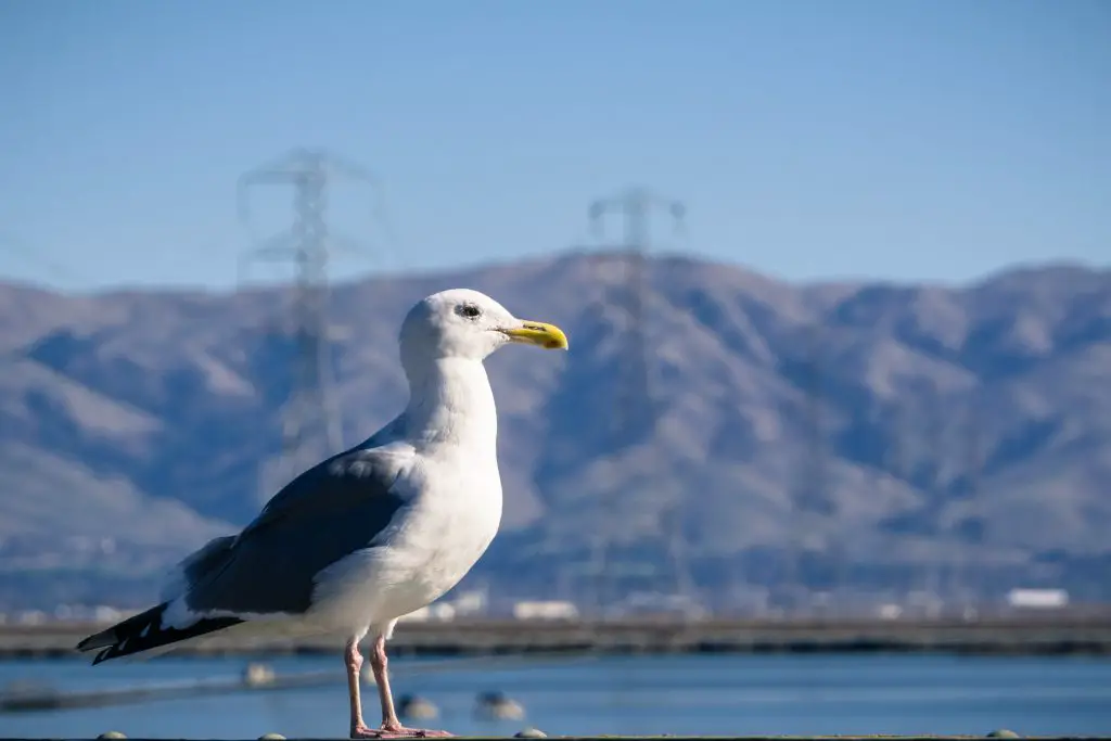 Close up of a california gull, blurred mountains in the background; don edwards wildlife refuge, san francisco bay area, california