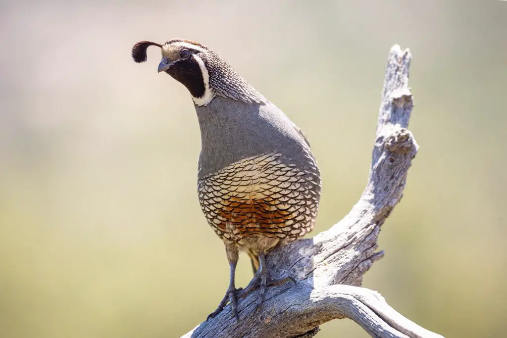 california quail