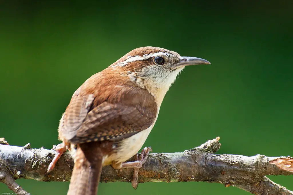 carolina wren 2021 08 27 09 43 31 utc