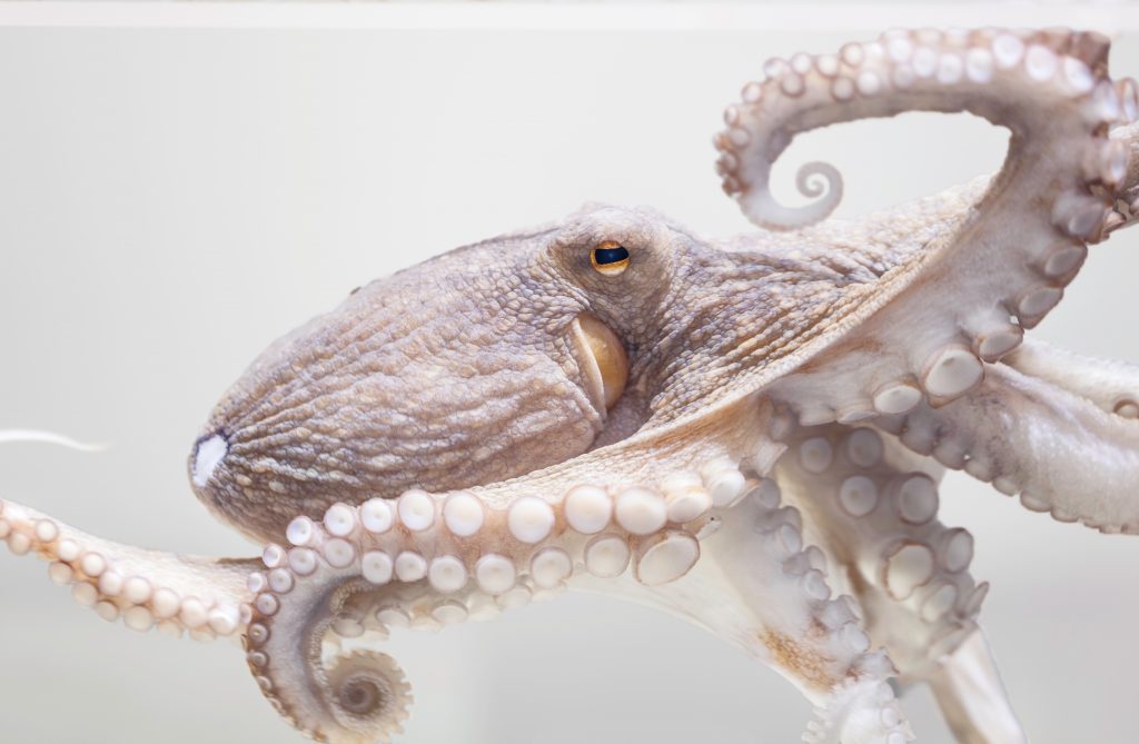 Common octopus in aquarium 2021 08 30 20 24 41 utc