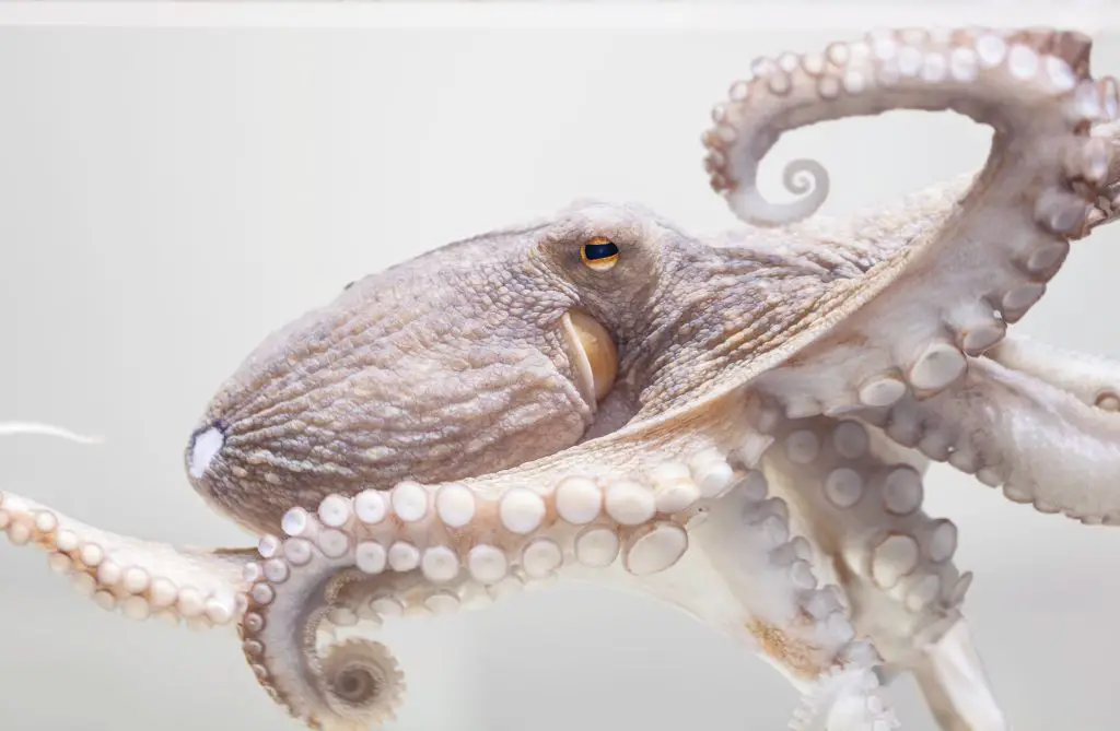 common octopus in aquarium 2021 08 30 20 24 41 utc