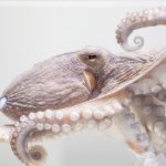 common octopus in aquarium 2021 08 30 20 24 41 utc