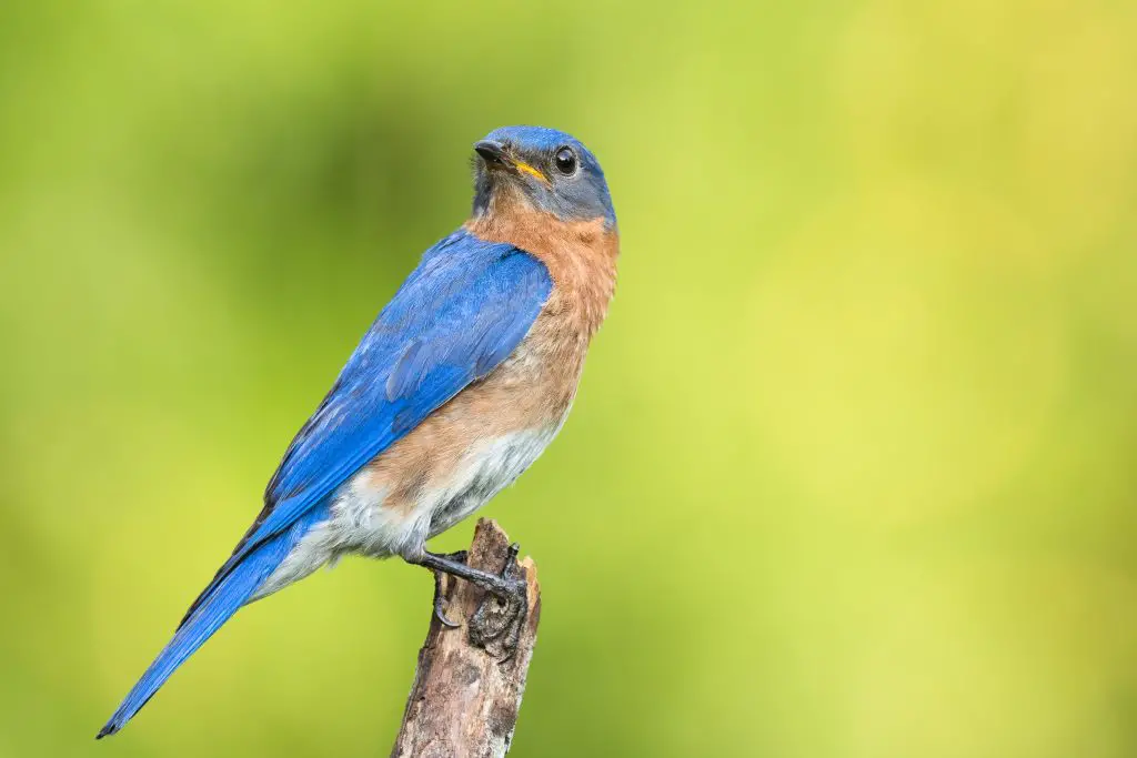 eastern bluebird