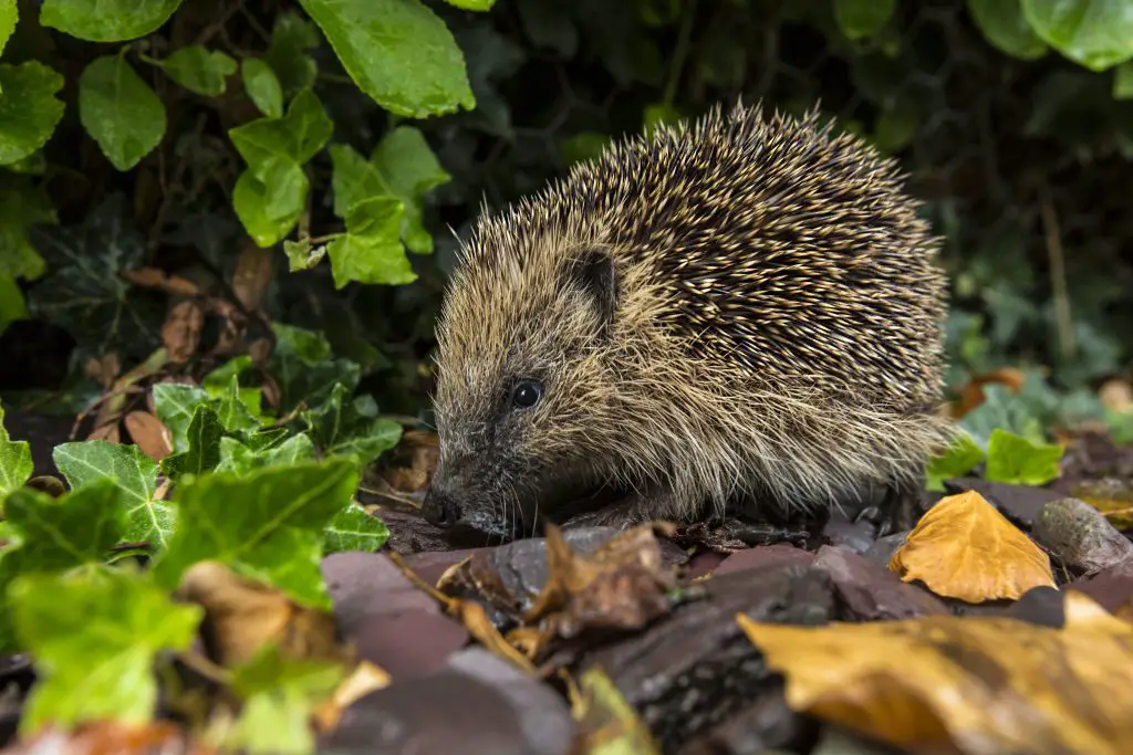 The Western Hedgehog - The only species of European hedgehog found in the British Isles (Erinaceus europaeus). A nocturnal insectivorous Old World mammal with a spiny coat and short legs, able to roll itself into a ball for defence.