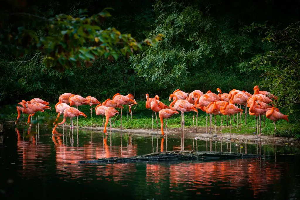 flamingo standing in water with reflection