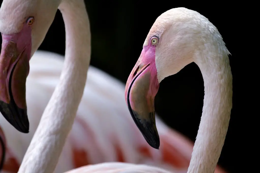 flamingos 2021 08 29 02 33 35 utc