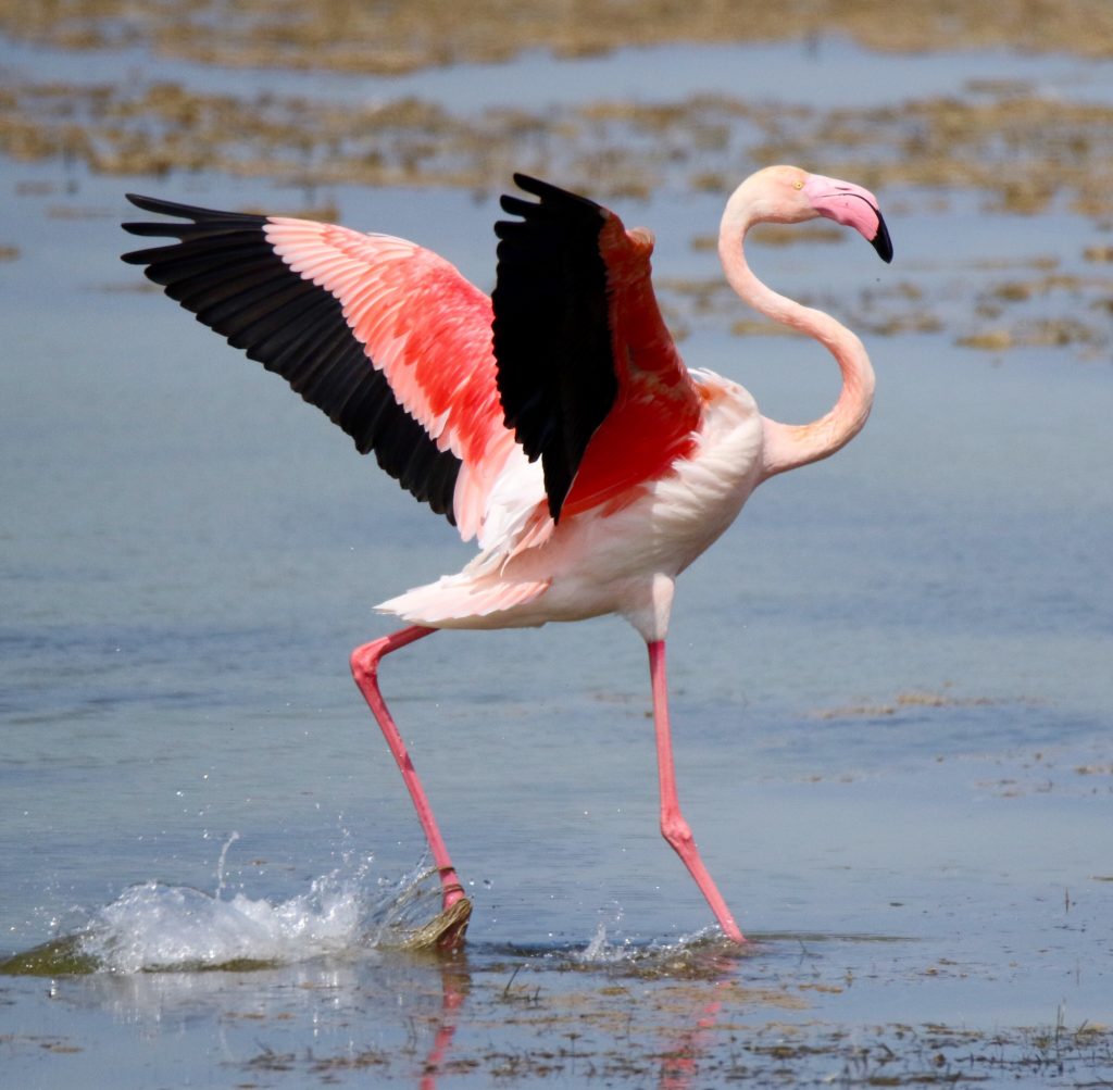 greater flamingo 2021 09 03 08 17 03 utc