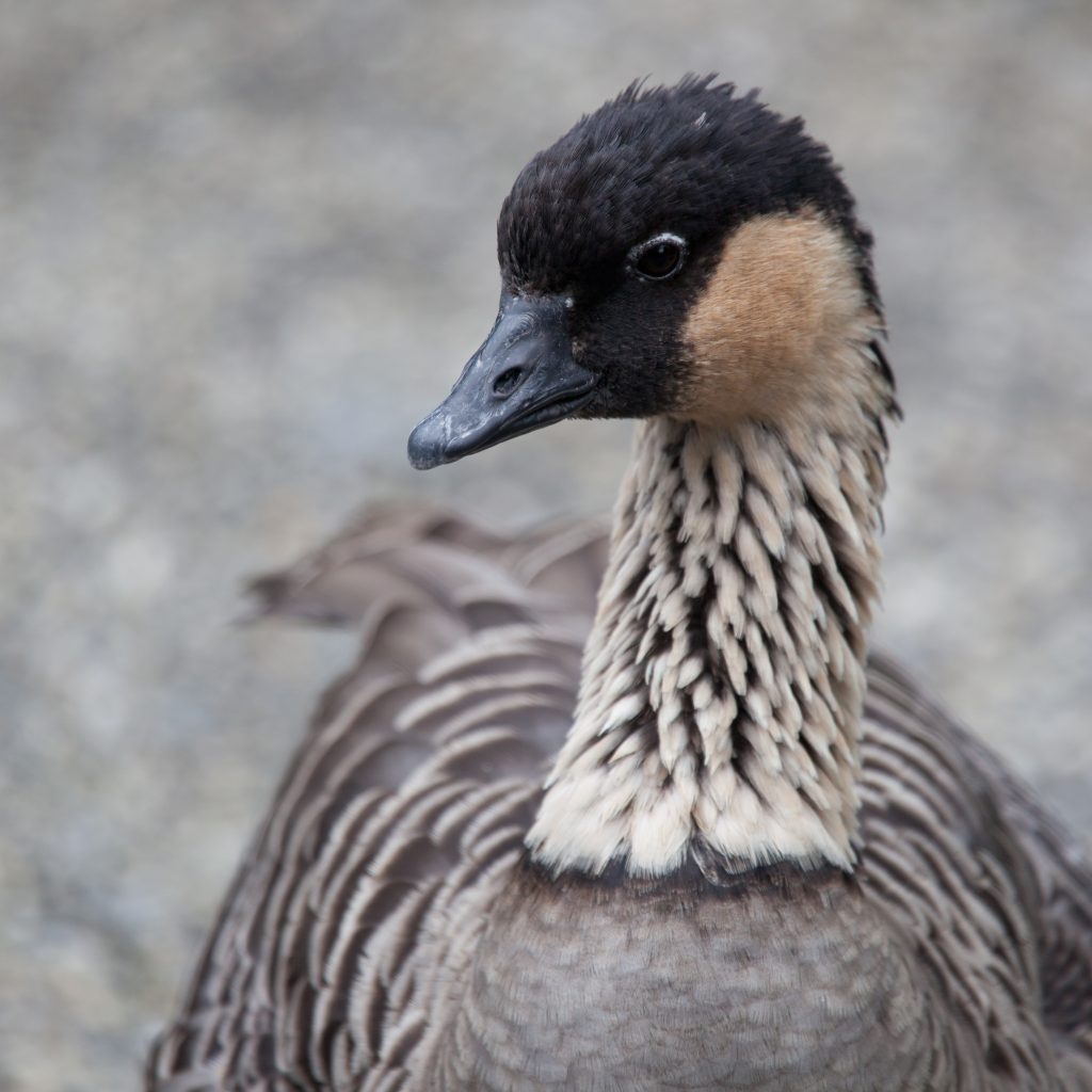 hawaiian goose branta sandvicensis