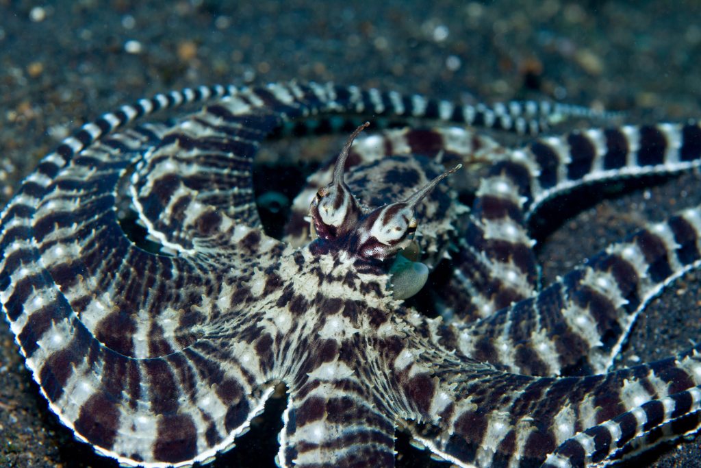 mimic octopus camouflage mode 2022 03 08 00 29 45 utc