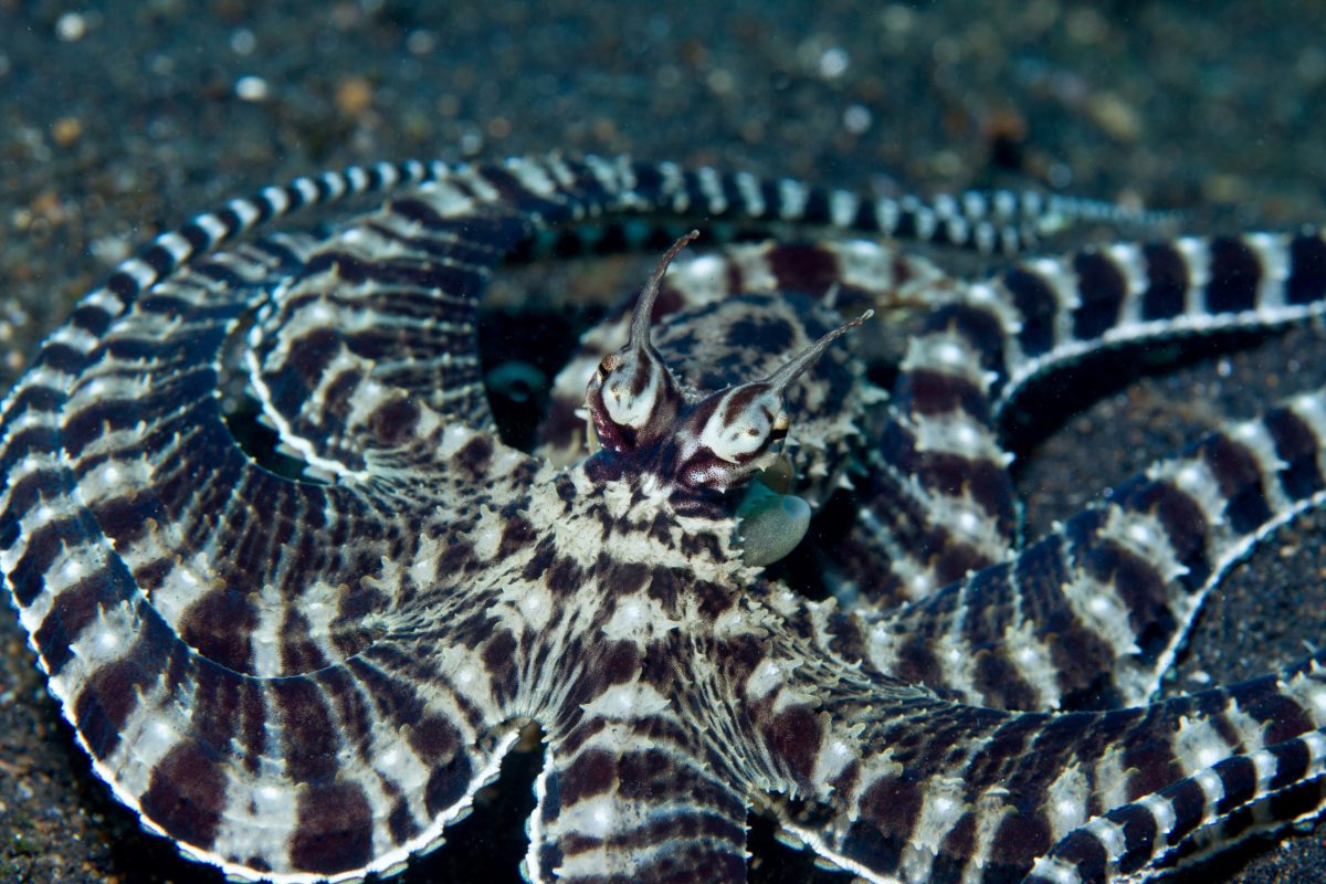 mimic octopus camouflage mode 2022 03 08 00 29 45 utc scaled e1651583049202