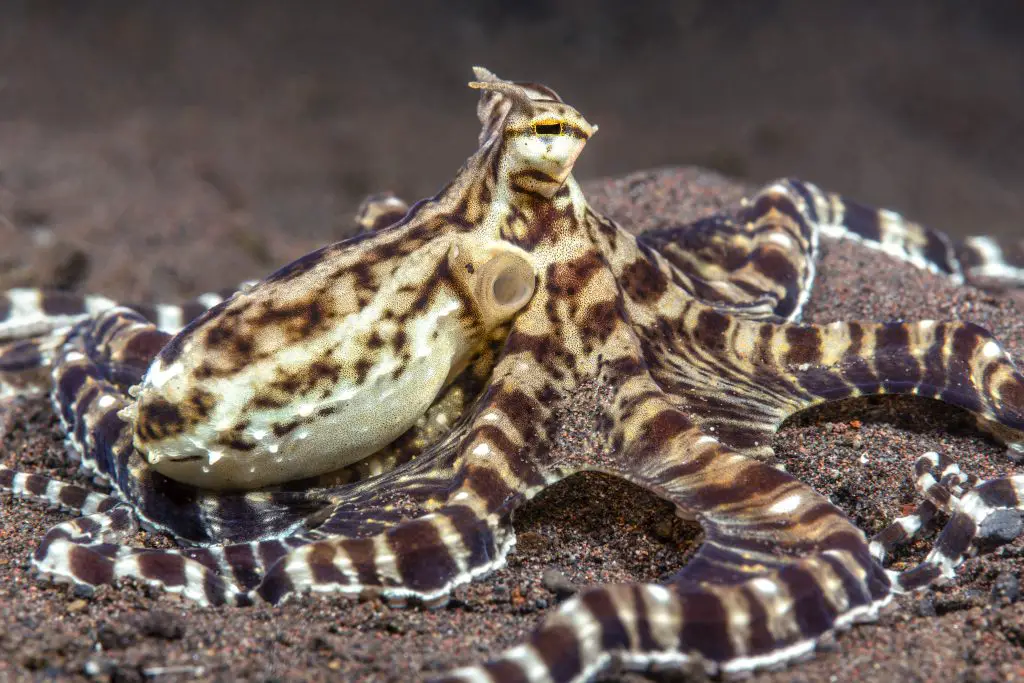 mimic octopus in tulamben indonesia 2021 08 26 15 26 44 utc