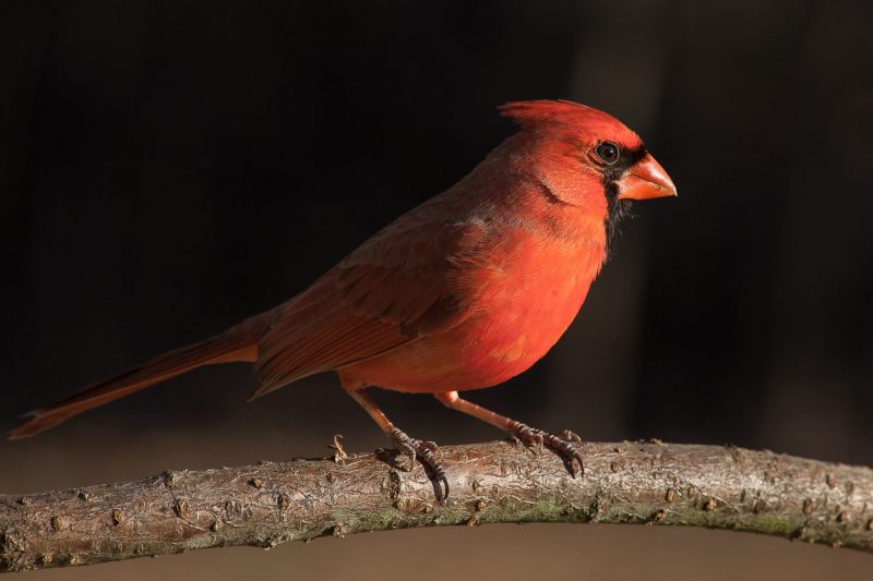 northern cardinal 2021 08 26 21 41 53 utc scaled e1652563385813