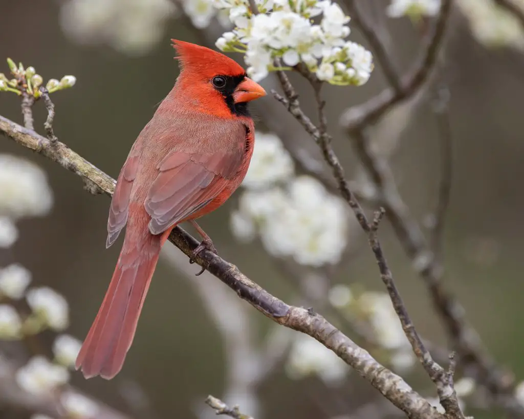 northern cardinal 2021 08 26 21 41 54 utc