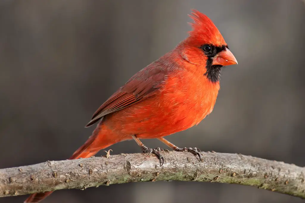 northern cardinal 2021 08 27 09 27 17 utc