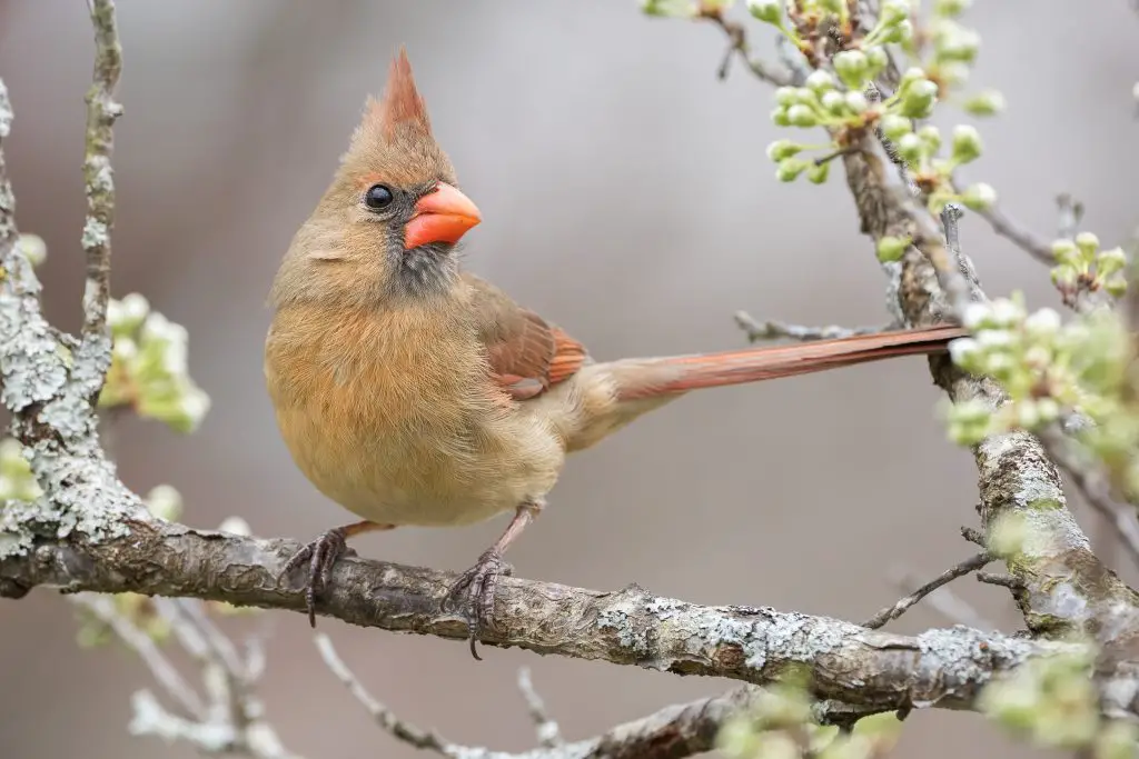 northern cardinal 2021 09 04 09 41 35 utc