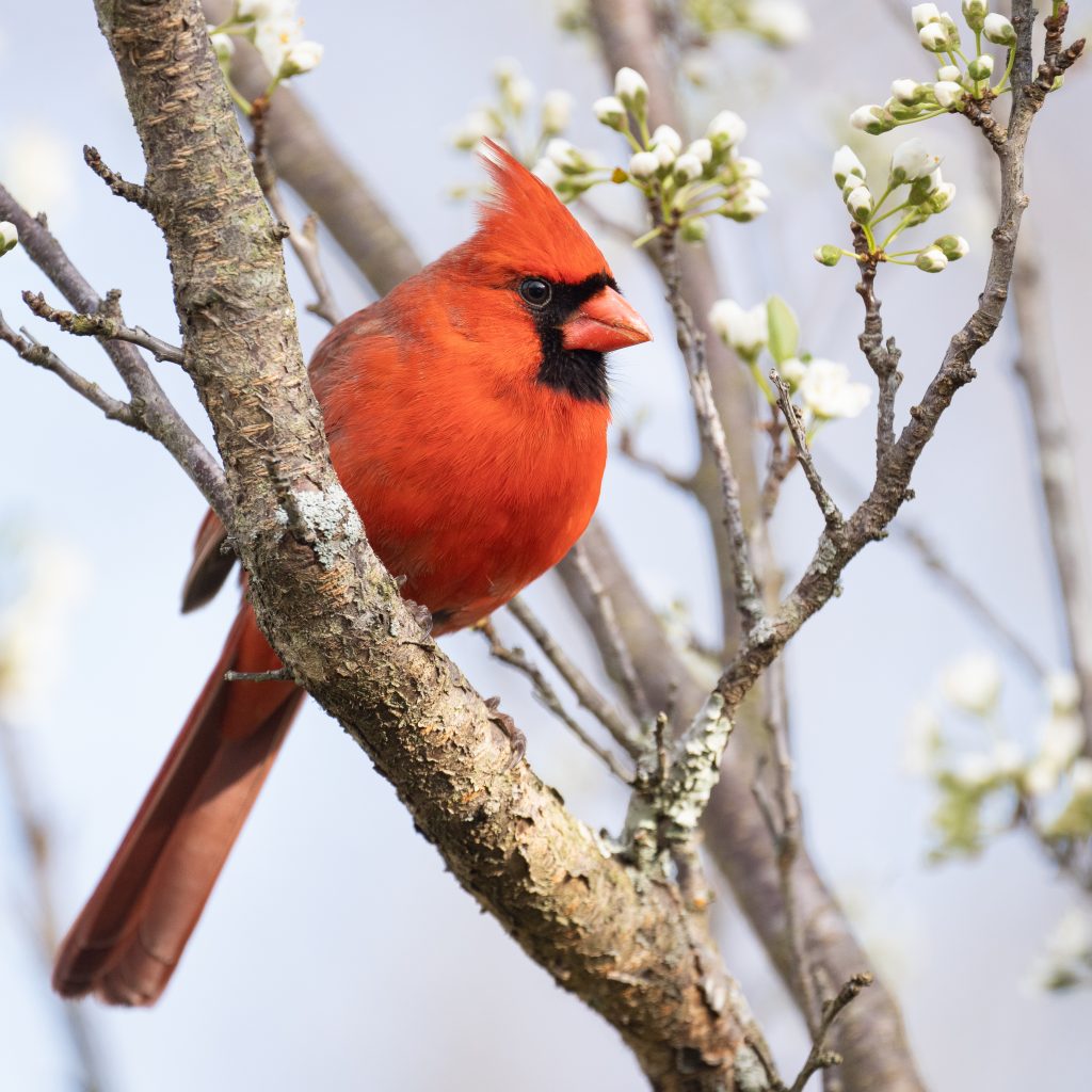 northern cardinal in plum tree 2021 09 01 03 33 13 utc