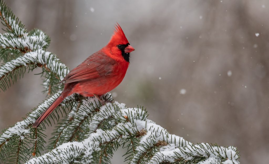 Northern cardinal in snow 2021 08 29 13 13 12 utc