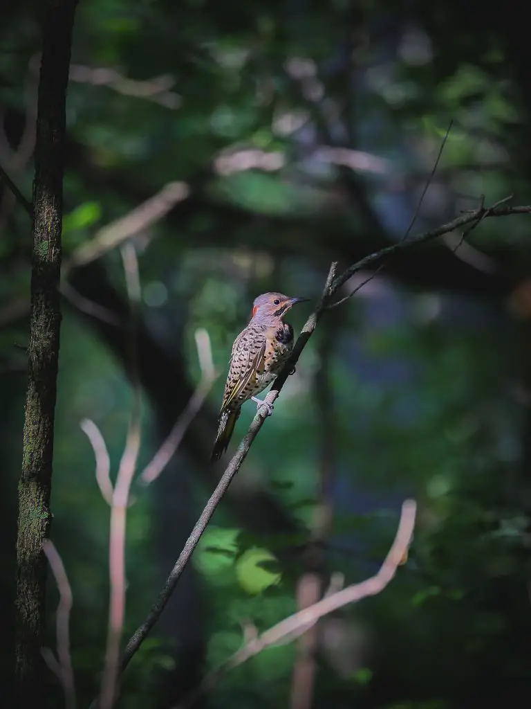 Northern flicker bird perched on a small branch in