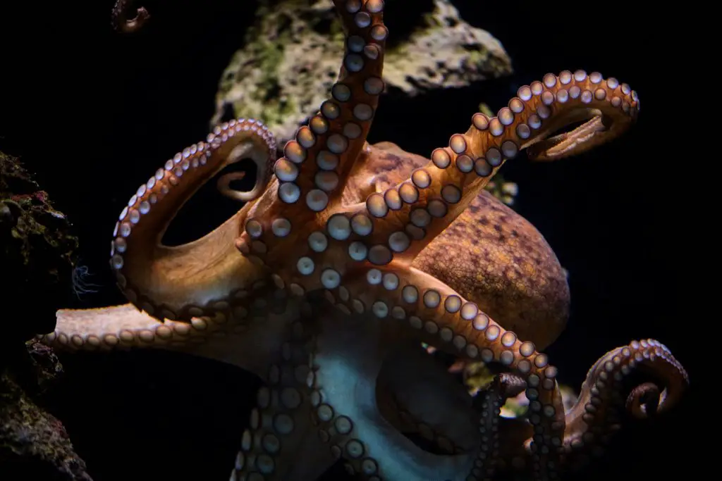 octopus swimming underwater in ocean 2021 10 21 02 32 12 utc