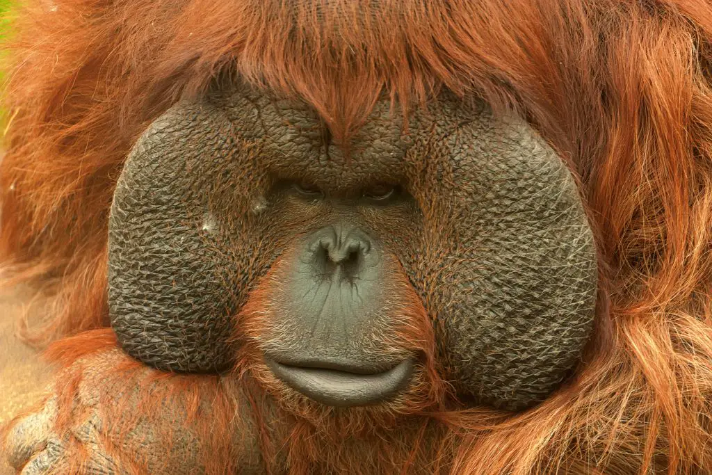 orangutan pongo pygmaeus 2021 08 26 19 57 15 utc