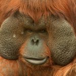 Boneo orangutan (Pongo pygmaeus) in Moscow Zoo