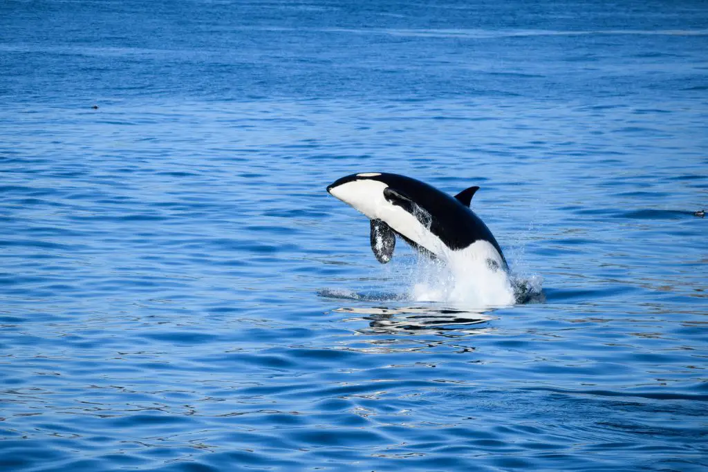 orca killer whale jumping out of the water 2021 08 30 08 46 40 utc