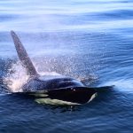 orca near vancouver bc 2021 08 30 04 58 21 utc