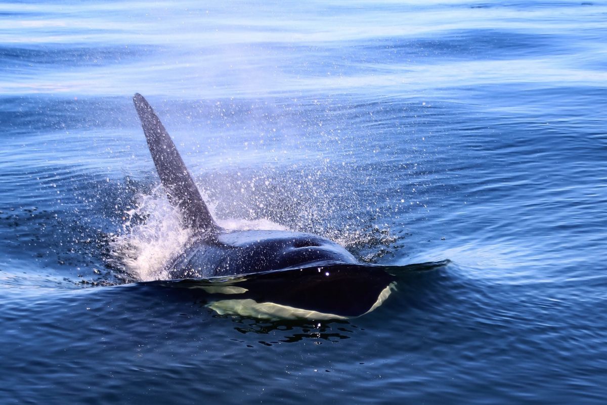 orca near vancouver bc 2021 08 30 04 58 21 utc scaled e1651751088393